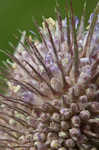 Teasel